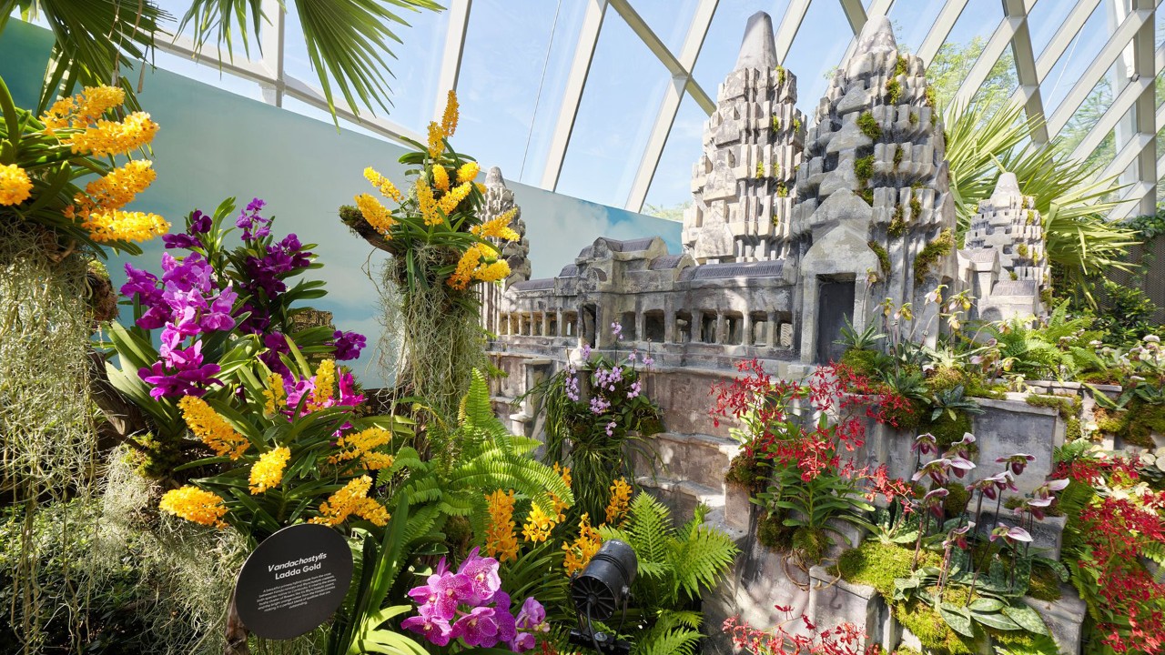 Enter the fascinating world of Cambodian orchids  at Cloud Forest’s new Orchids of Angkor Wat display