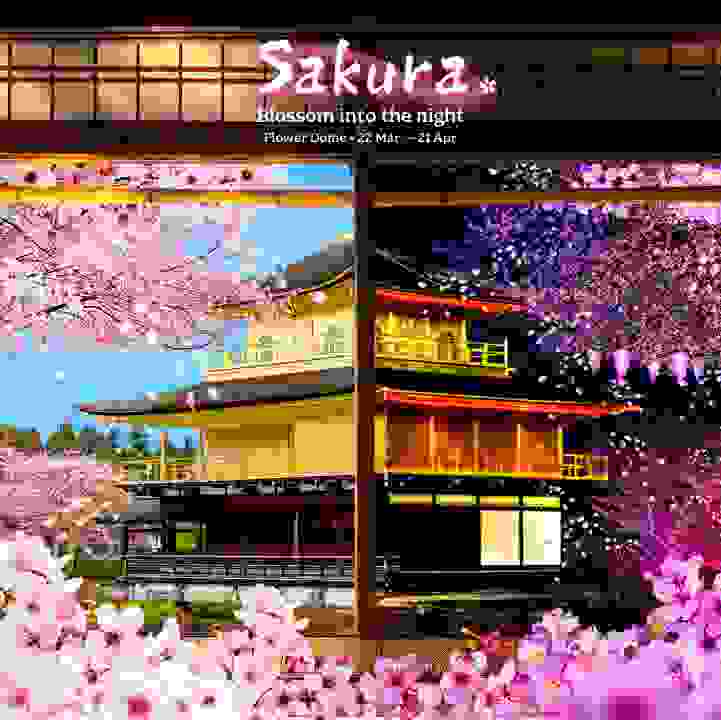 Sakura: Blossom into the night