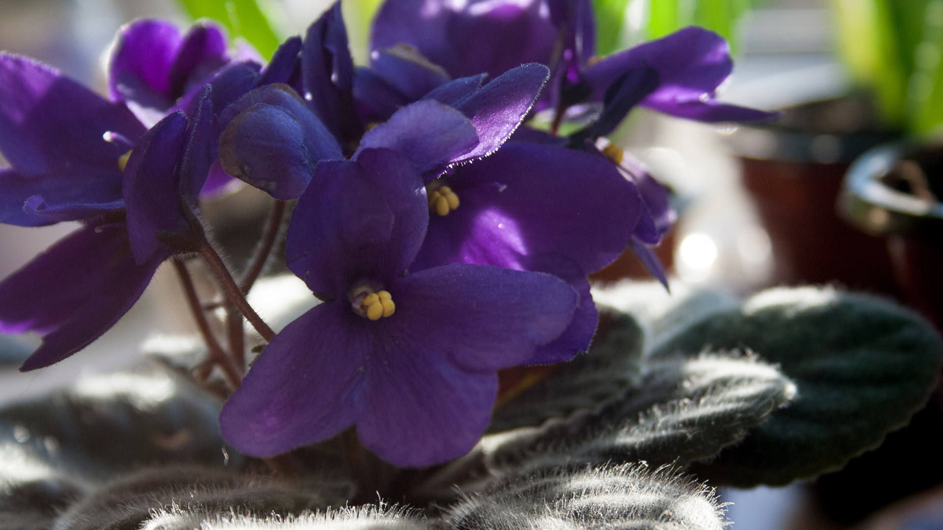 African Violet <i>(Streptocarpus</i> sect. <i>Saintpaulia)</i>