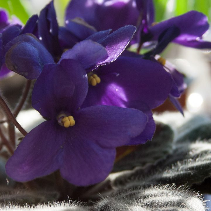 African Violet &lt;i&gt;(Streptocarpus&lt;/i&gt; sect. &lt;i&gt;Saintpaulia)&lt;/i&gt;