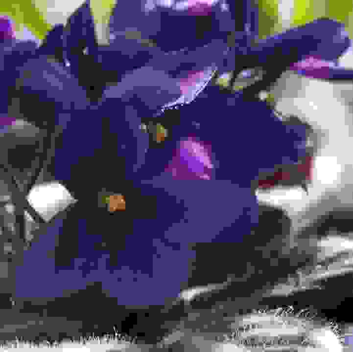 African Violet &lt;i&gt;(Streptocarpus&lt;/i&gt; sect. &lt;i&gt;Saintpaulia)&lt;/i&gt;
