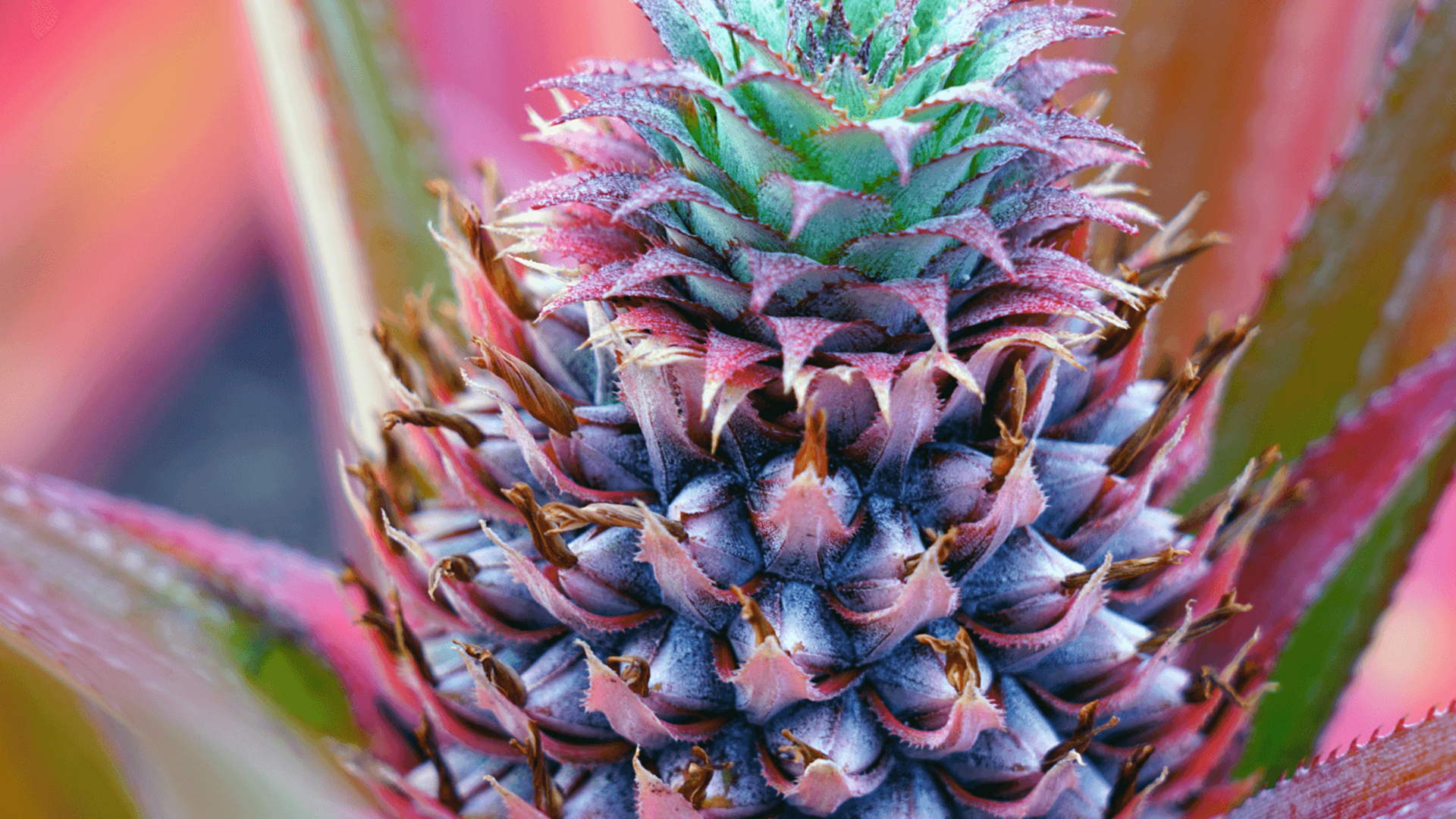 Bromeliads In The Gardens