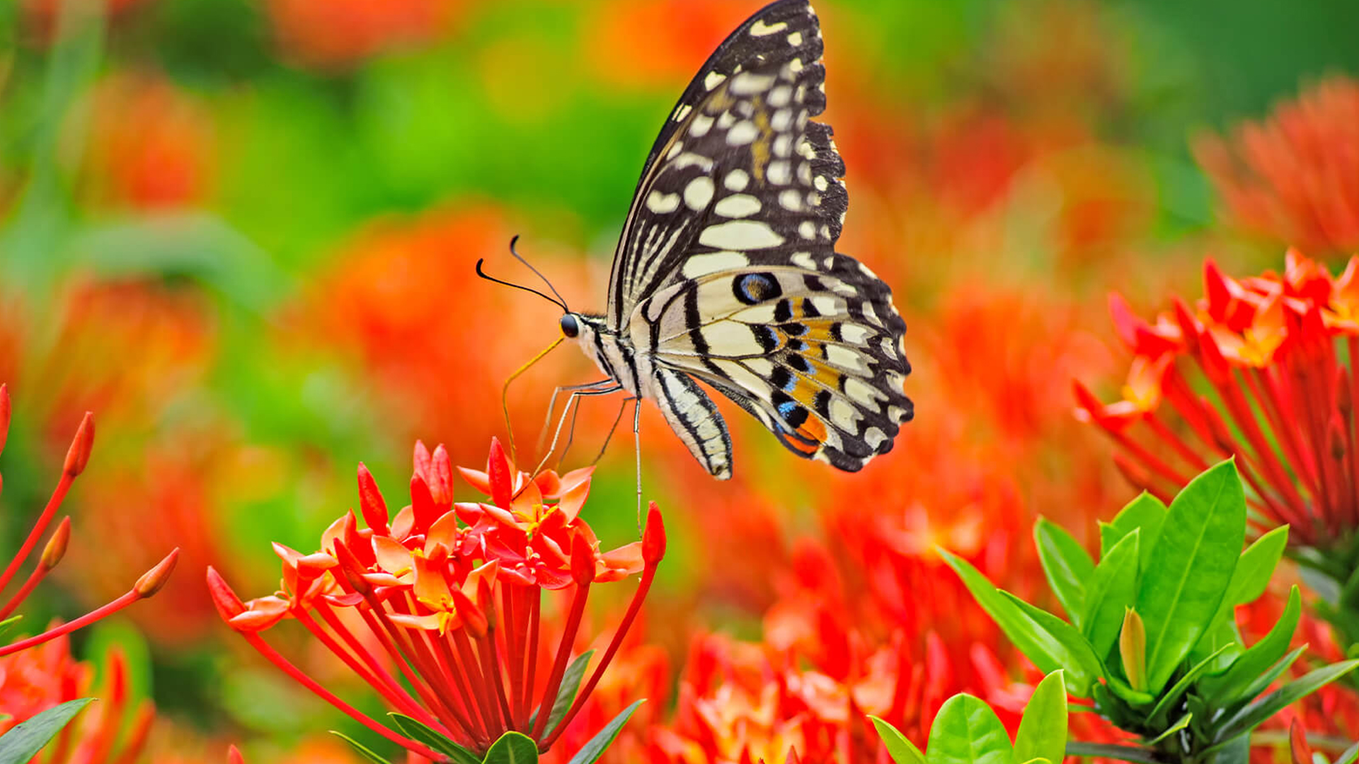Build Your Own Butterfly Garden