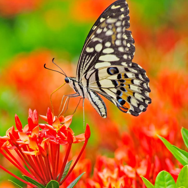 Build Your Own Butterfly Garden