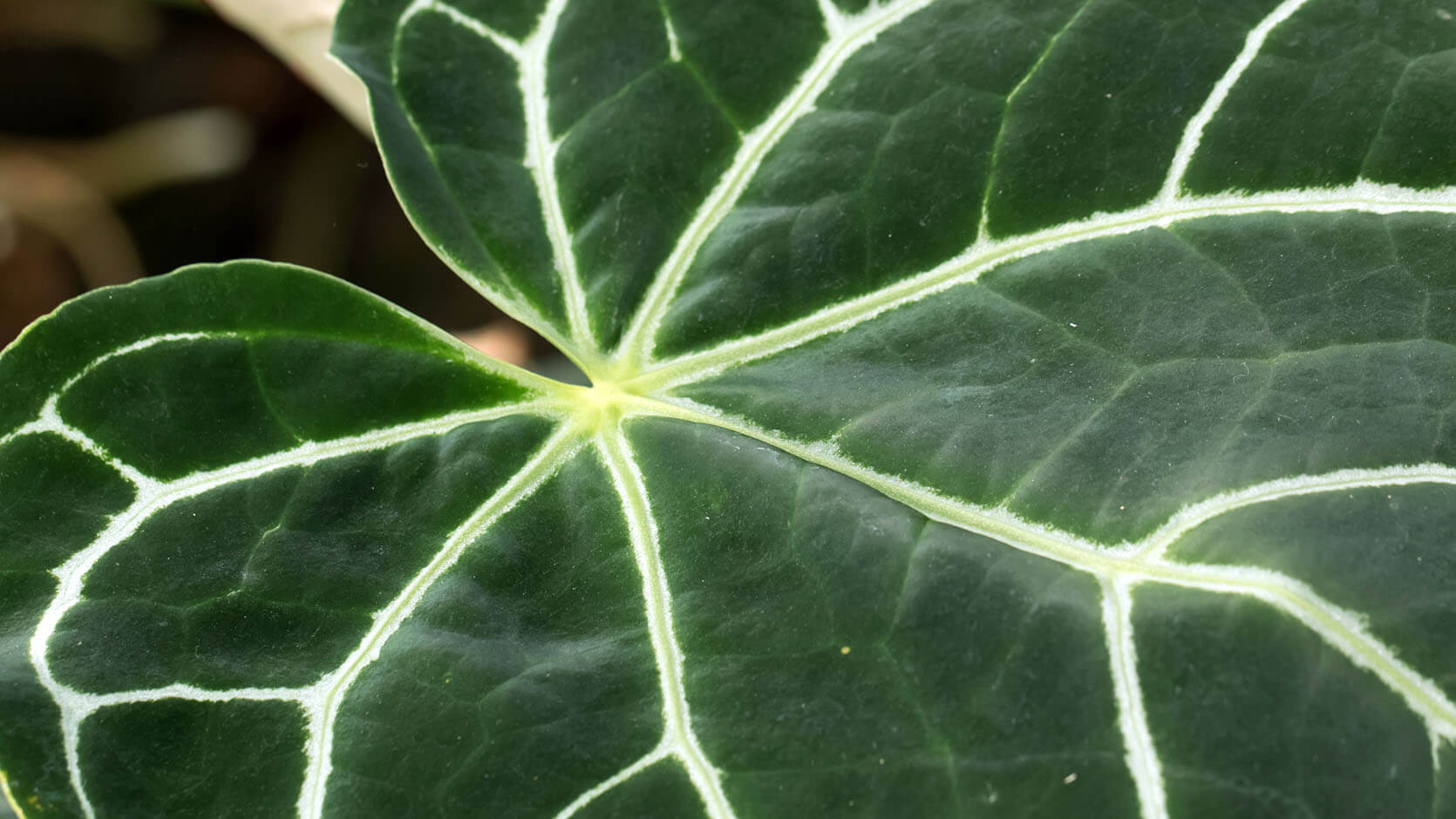 Crystal Anthurium <br> <i> (Anthurium crystallinum) </i>