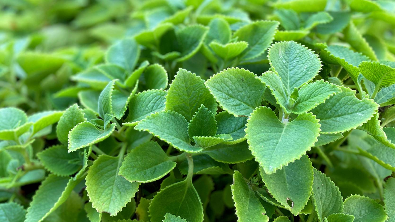 Culinary Creations: Indian Borage