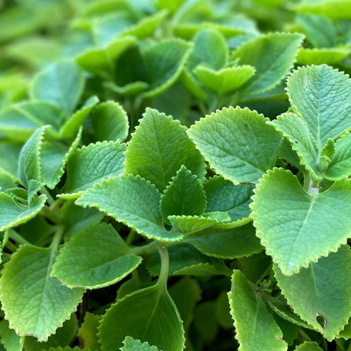 Culinary Creations: Indian Borage