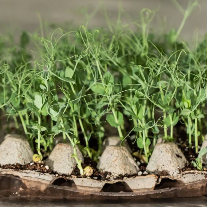 Easy Pea-sy Farming!