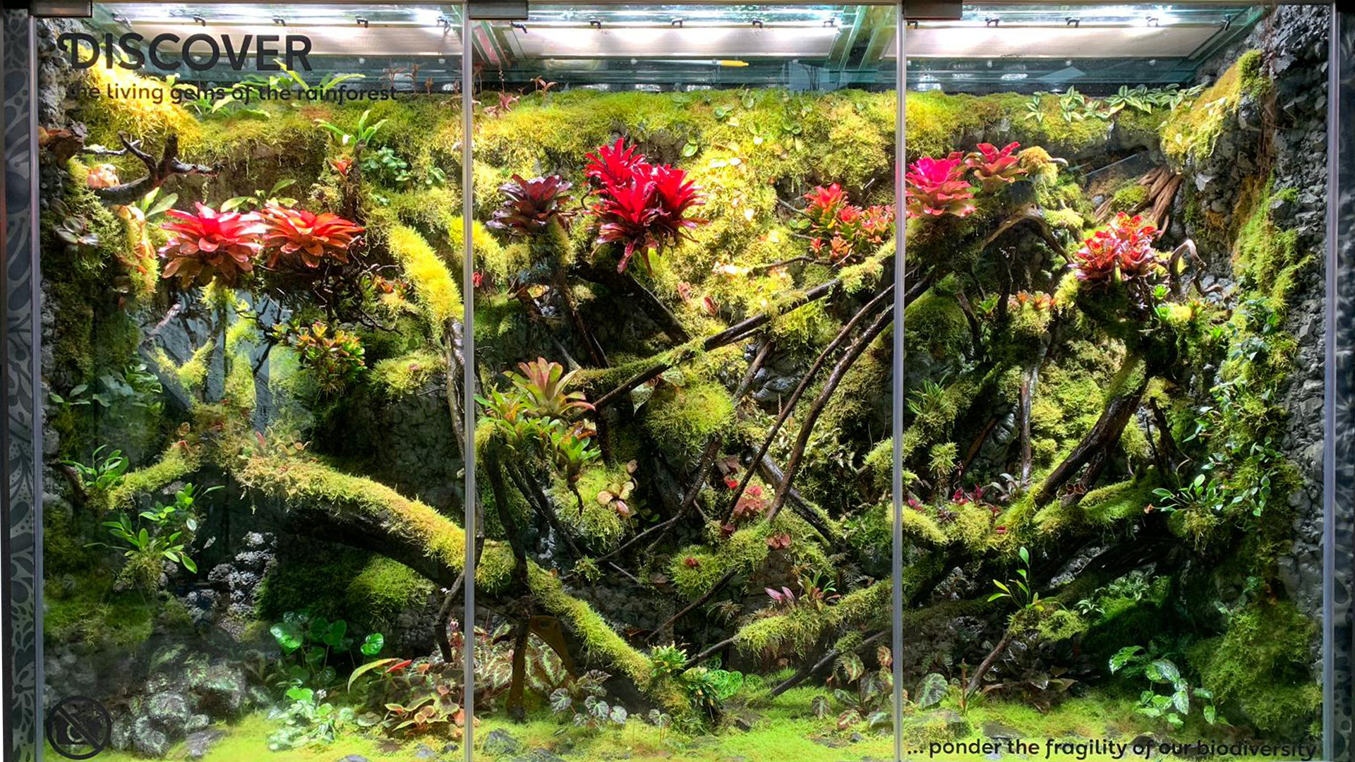 Fauna in the Gardens – Poison Dart Frog Vivarium