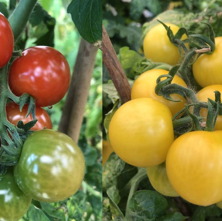 Growing Great Tomatoes!