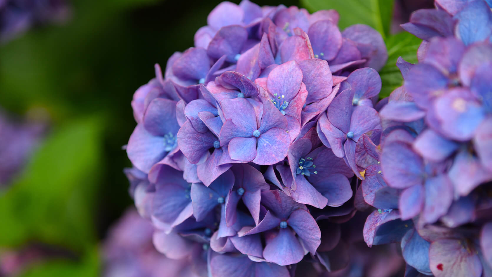 Hydrangea <br> <i>(Hydrangea macrophylla) </i>