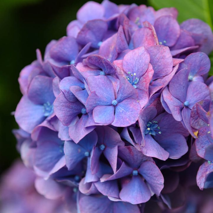 Hydrangea &lt;br&gt; &lt;i&gt;(Hydrangea macrophylla) &lt;/i&gt;