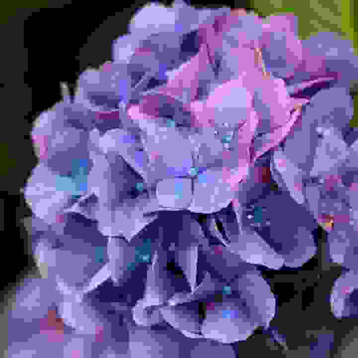 Hydrangea &lt;br&gt; &lt;i&gt;(Hydrangea macrophylla) &lt;/i&gt;