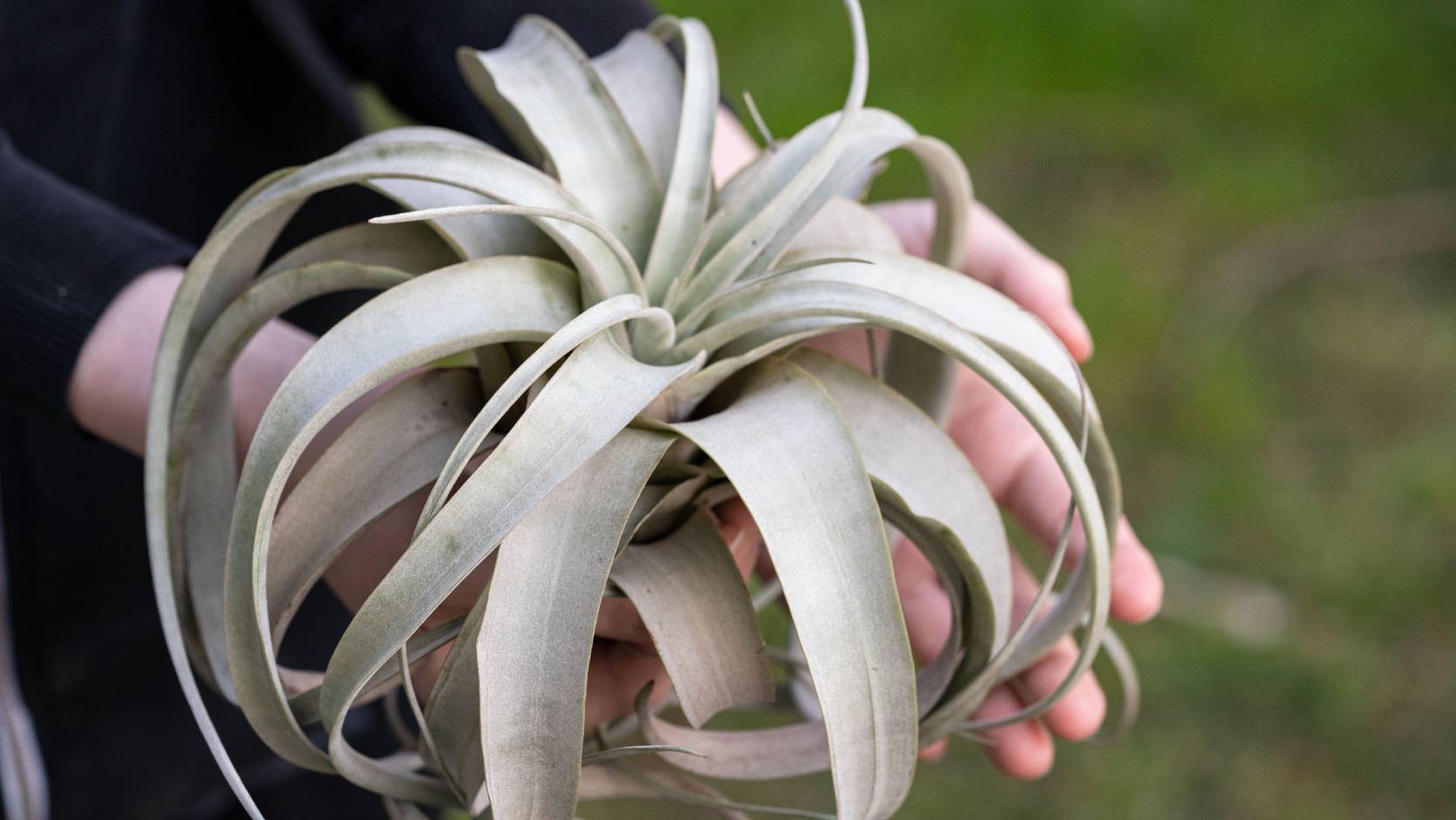 King Air Plant <br> <i> (Tillandsia xerographica) </i>