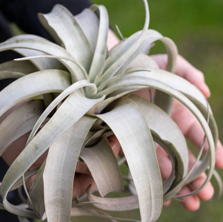 King Air Plant &lt;br&gt; &lt;i&gt; (Tillandsia xerographica) &lt;/i&gt;