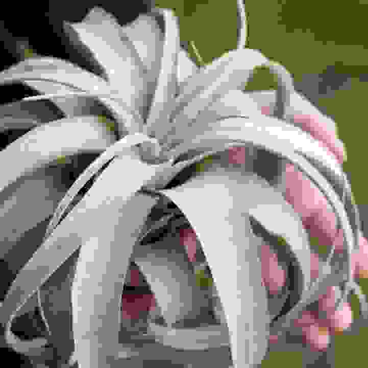 King Air Plant &lt;br&gt; &lt;i&gt; (Tillandsia xerographica) &lt;/i&gt;