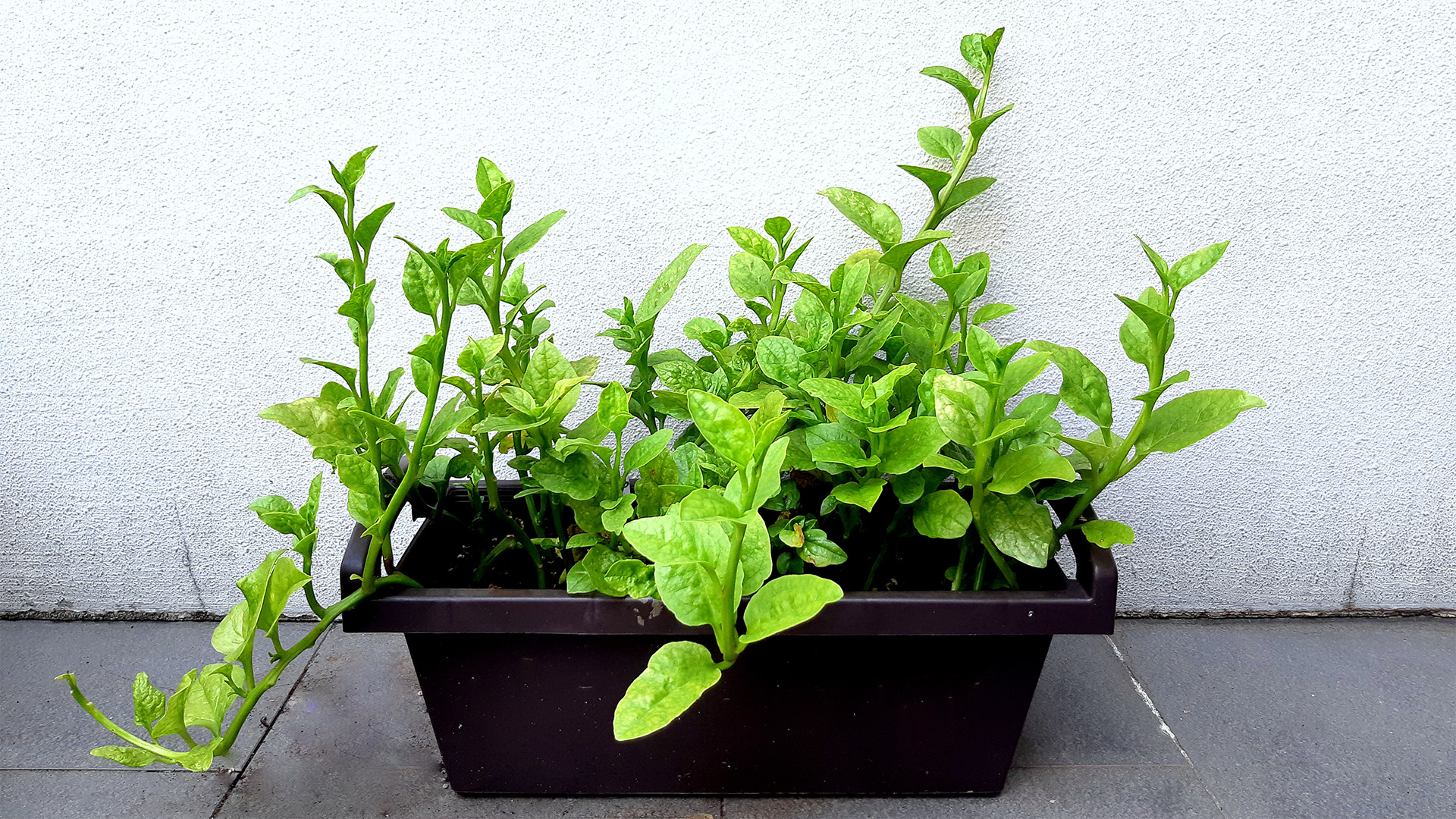 Take a spin on growing Malabar Spinach!