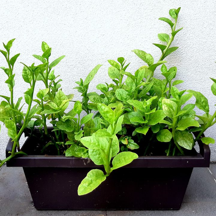 Take a spin on growing Malabar Spinach!