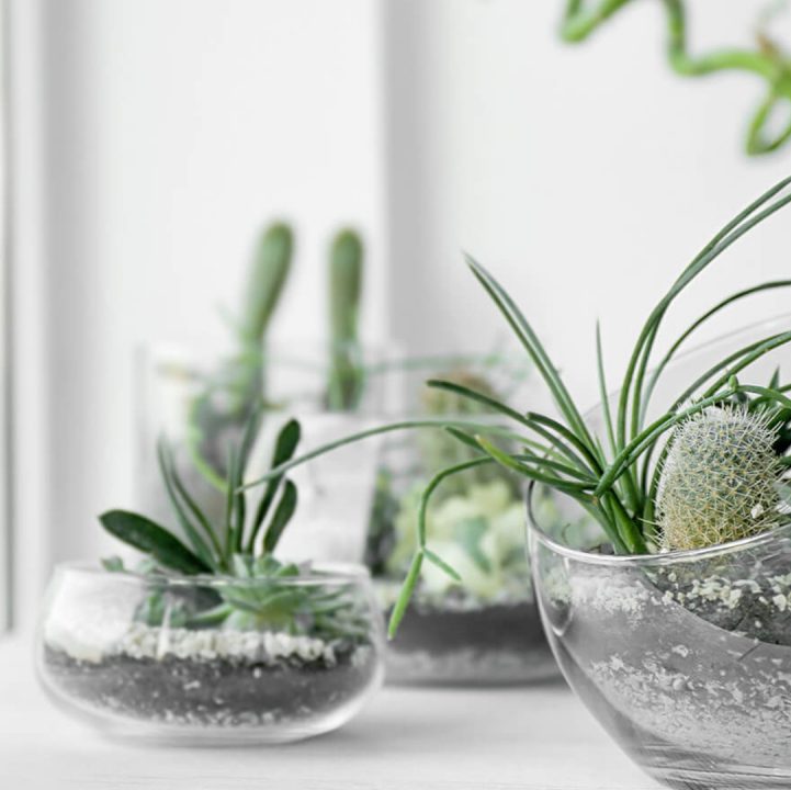Pimp my plants: Our plant styling tip