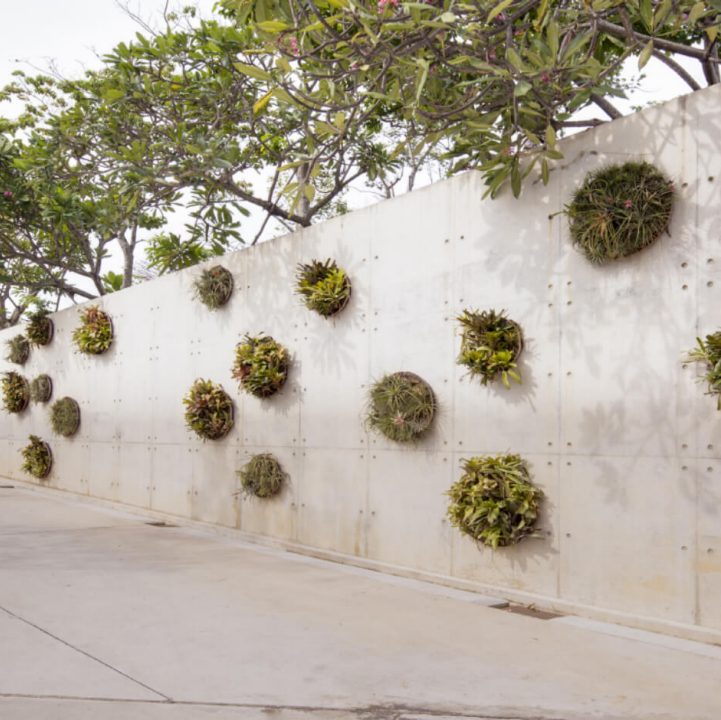 Secret Life of Trees