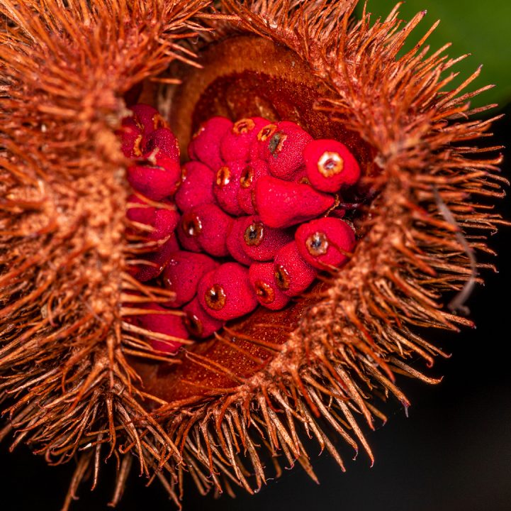 Putting together a sensory garden