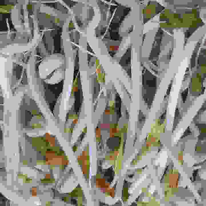 Speedy Sprouts