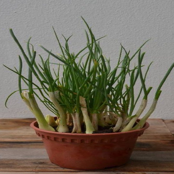 Spring Onions Resprung