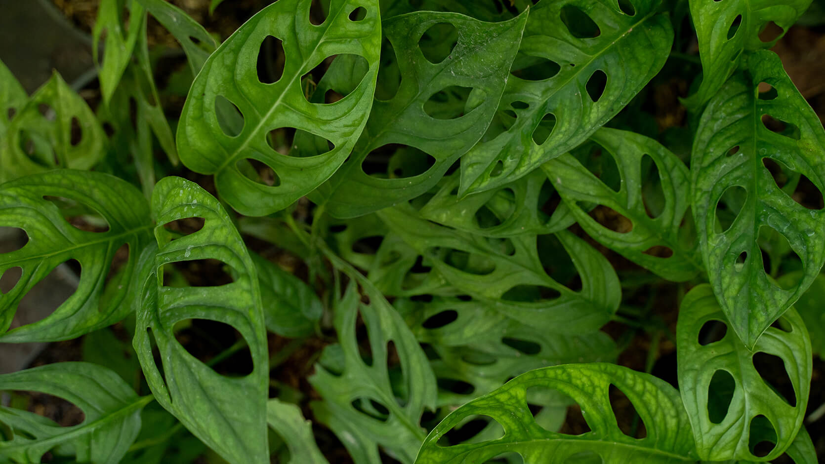 Swiss Cheese Plant <br> <i> (Monstera Adansonii) </i>