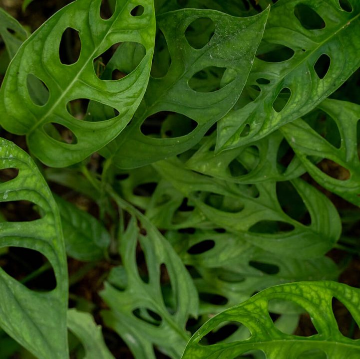Swiss Cheese Plant &lt;br&gt; &lt;i&gt; (Monstera Adansonii) &lt;/i&gt;