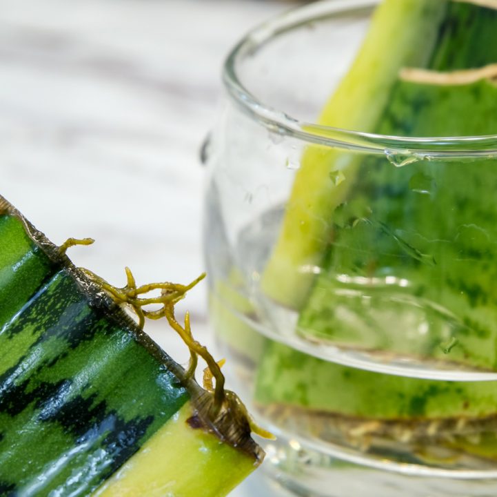 Whale Fin Dracaena &lt;br&gt; &lt;i&gt;(Dracaena masoniana)&lt;/i&gt;