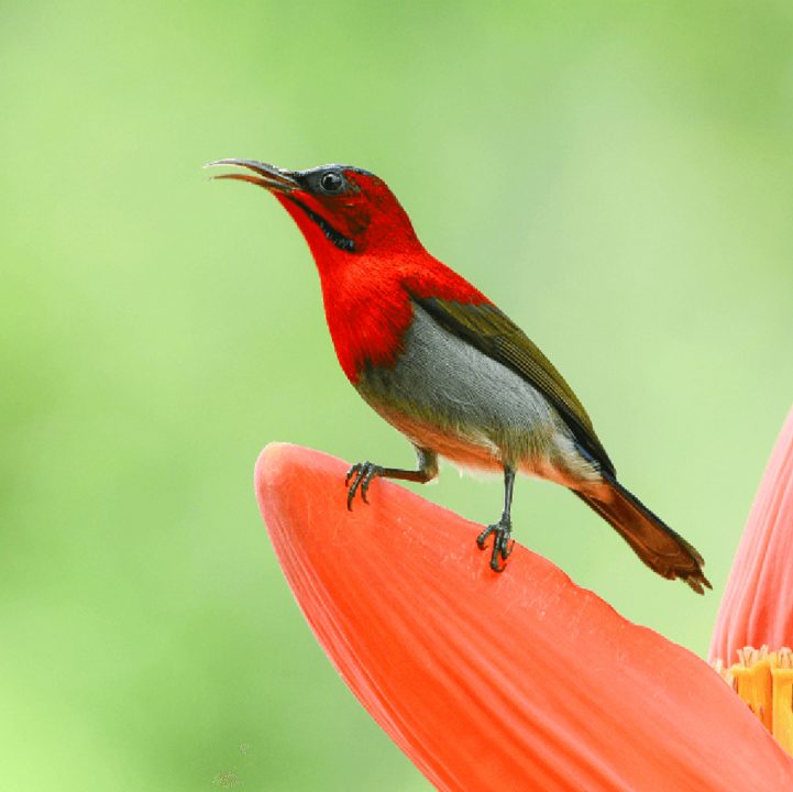 Windowsill Bird Watching