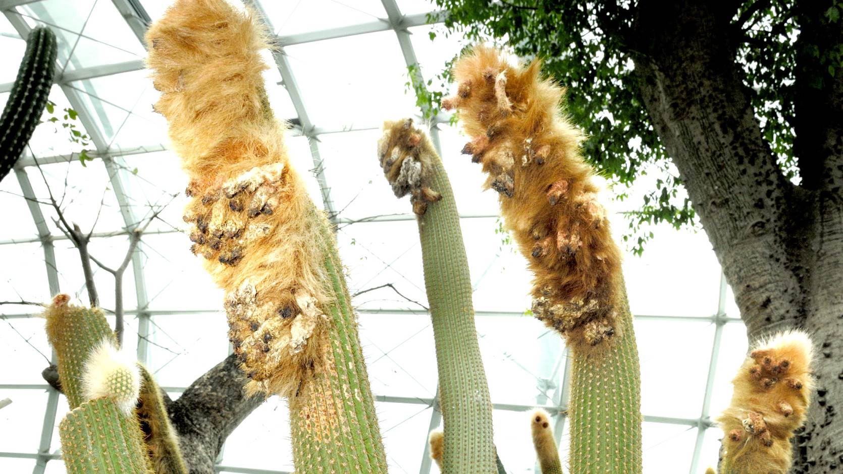 Woolly Cactus