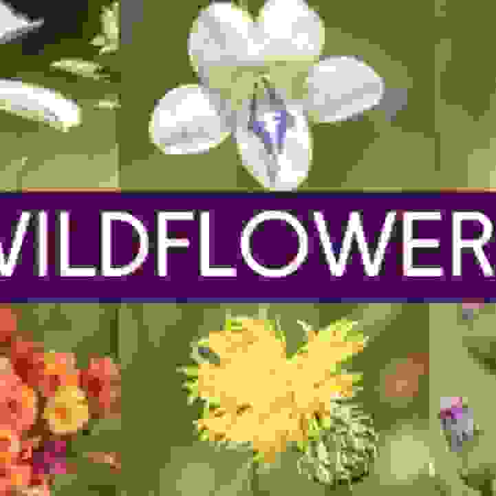 10 Wildflowers That Singaporeans Should Know