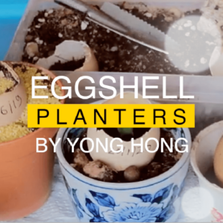 Eggshell Planters