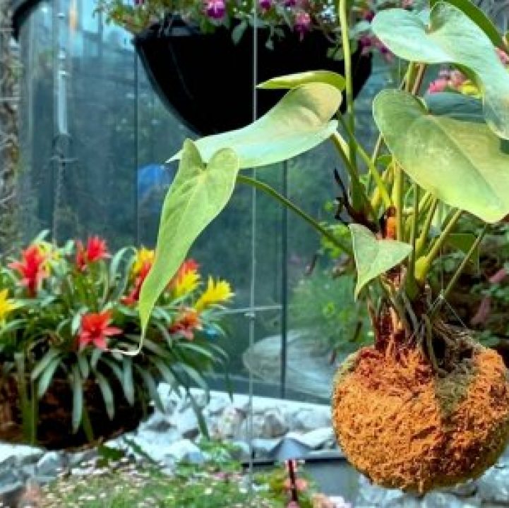 How to make a Hanging Kokedama