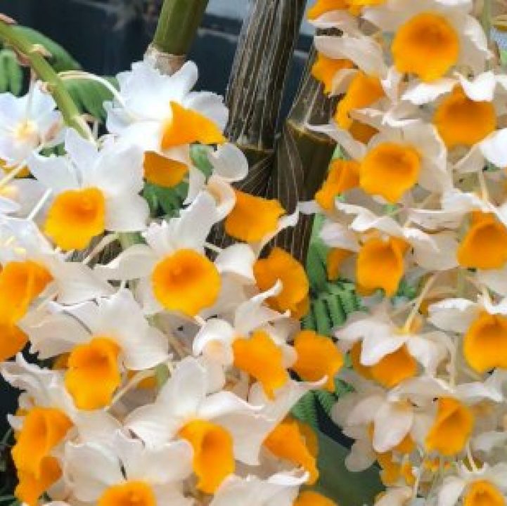 Orchids in Cloud Forest