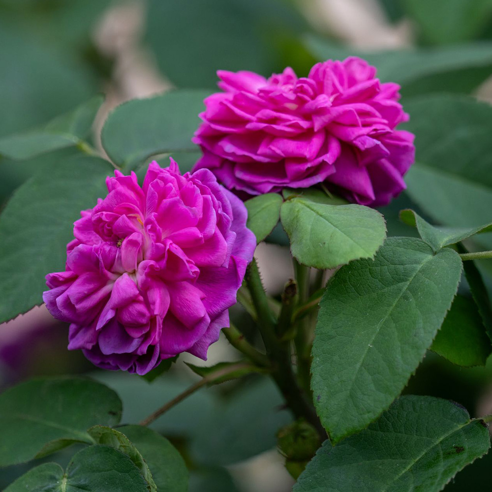 Damask Rose &lt;i&gt;(Rosa x damascena)&lt;/i&gt;