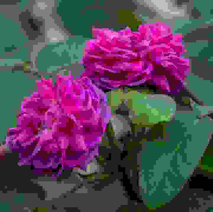 Damask Rose &lt;i&gt;(Rosa x damascena)&lt;/i&gt;