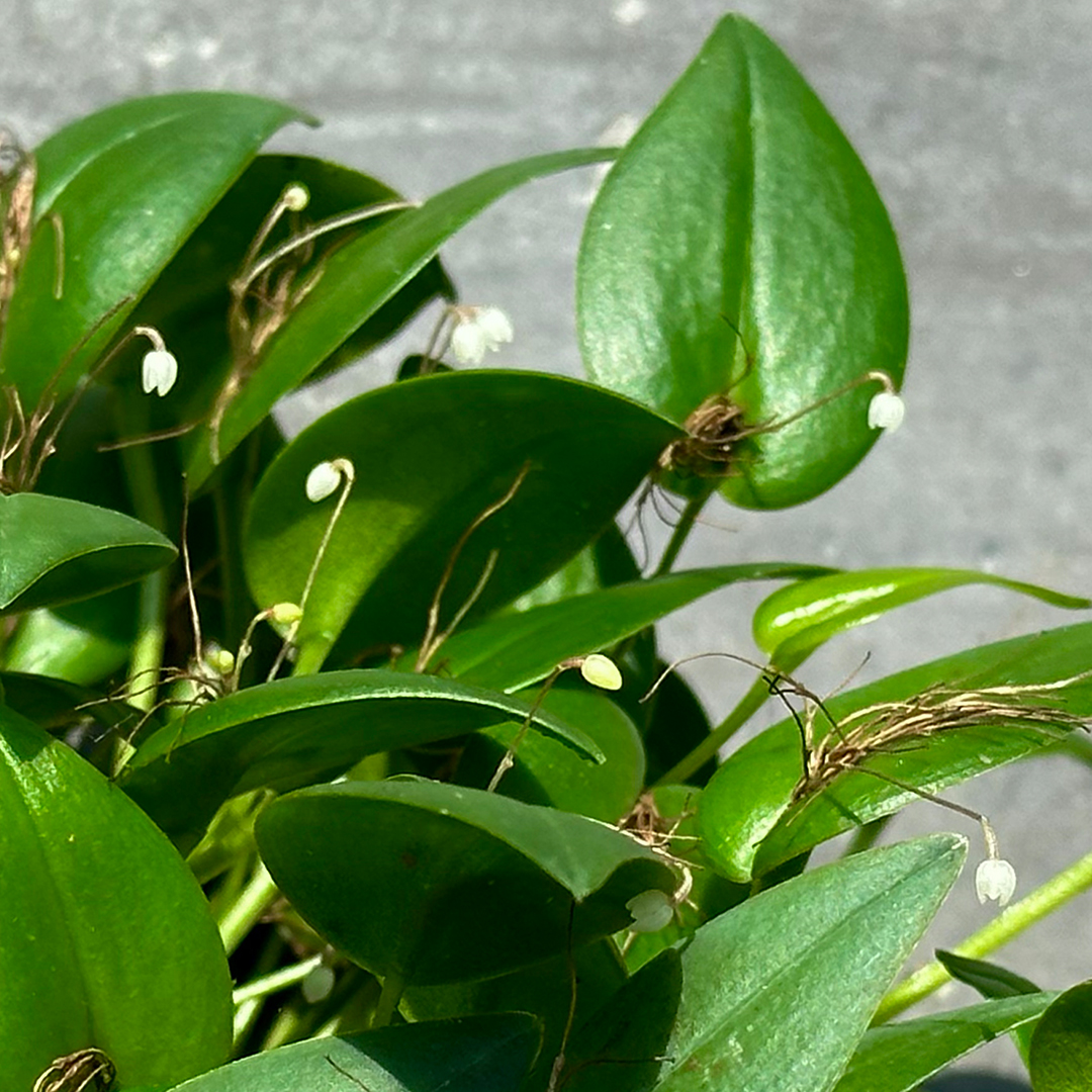 Spherical-White Pleurothallis (<i>Pleurothallis niveoglobula</i>) 