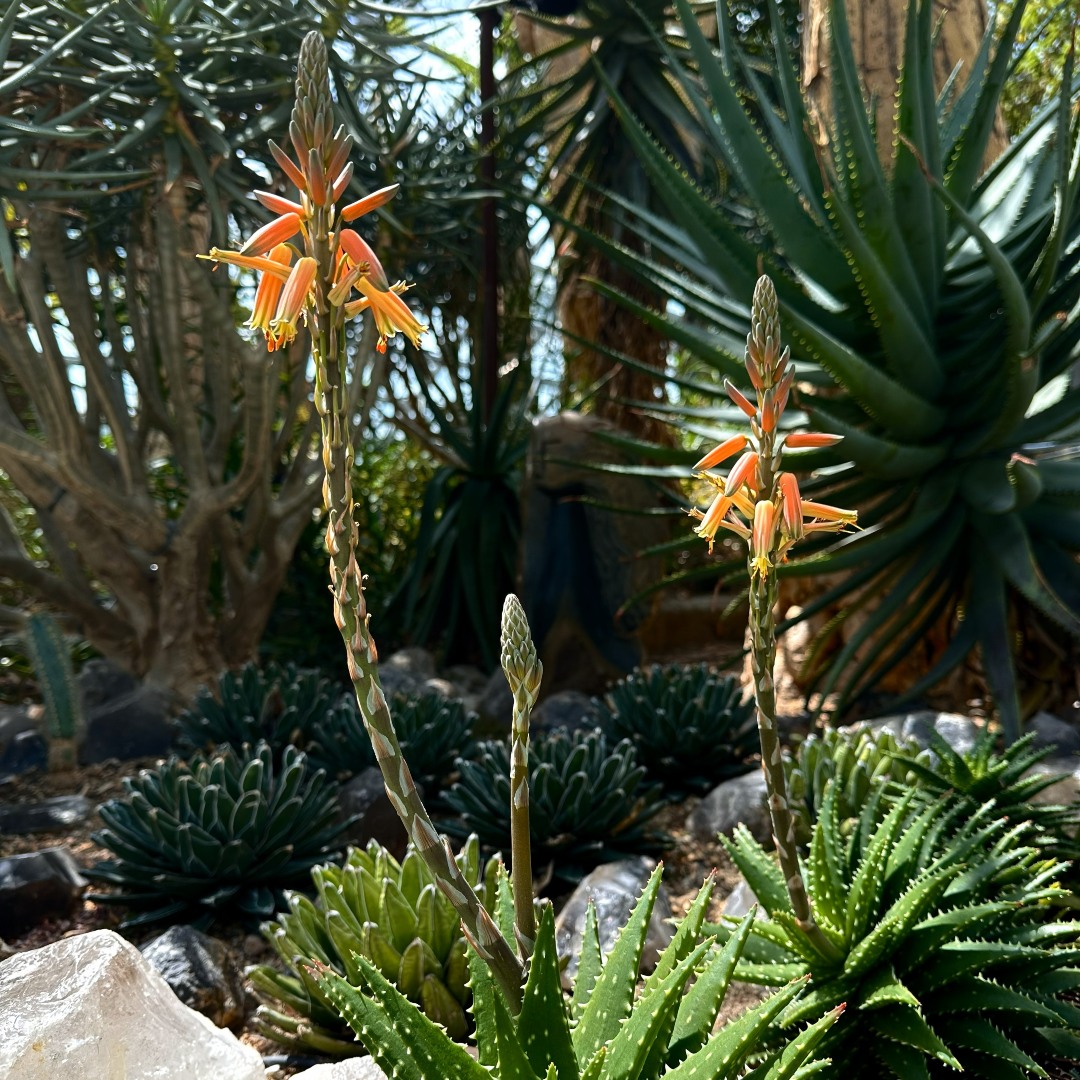 <i>Aloe</i> 'Crosby&rsquo;s Prolific'