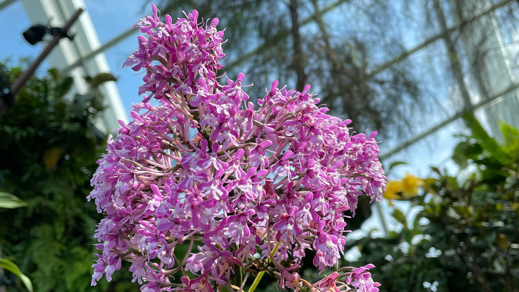 Atacazo Epidendrum <i>(Epidendrum atacazoicum)</i>