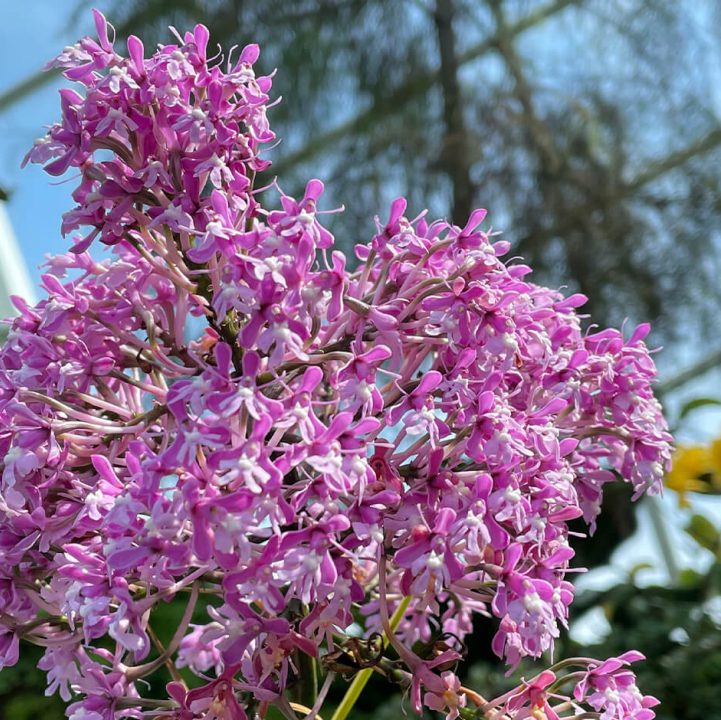 Atacazo Epidendrum &lt;i&gt;(Epidendrum atacazoicum)&lt;/i&gt;