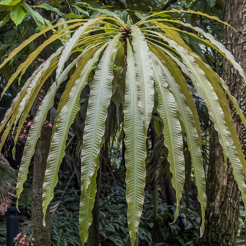  &lt;i&gt;Barringtonia papuana &lt;/i&gt; 