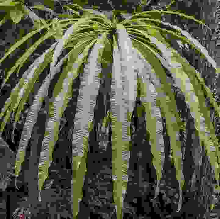  &lt;i&gt;Barringtonia papuana &lt;/i&gt; 