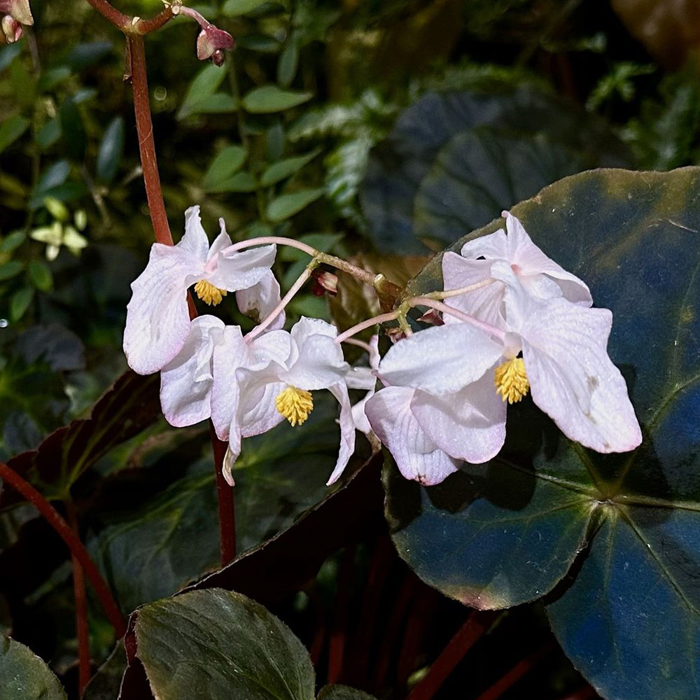 Peacock Begonia &lt;i&gt;(Begonia pavonina)&lt;/i&gt;