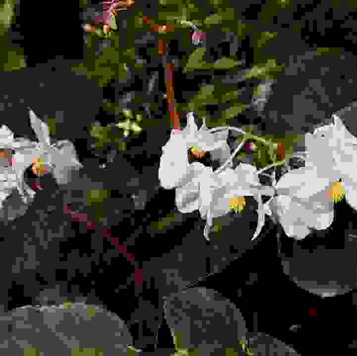 Peacock Begonia &lt;i&gt;(Begonia pavonina)&lt;/i&gt;