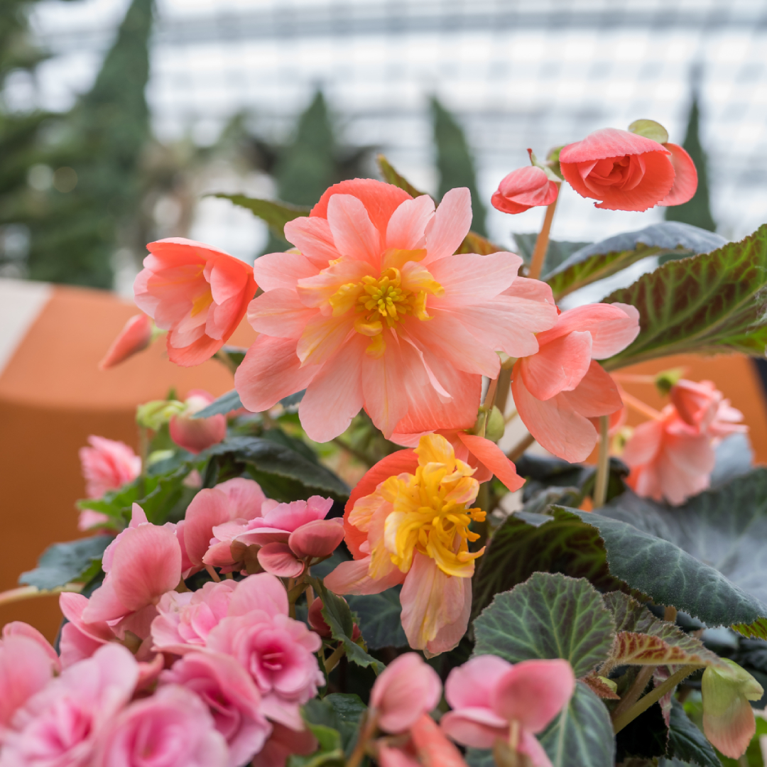 Tuberous Begonia &lt;i&gt;(Begonia x tuberhybrida)&lt;/i&gt;