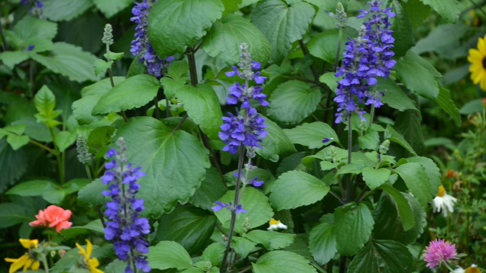 Big Blue Salvia <i>(Salvia longispicata x farinacea)</i>