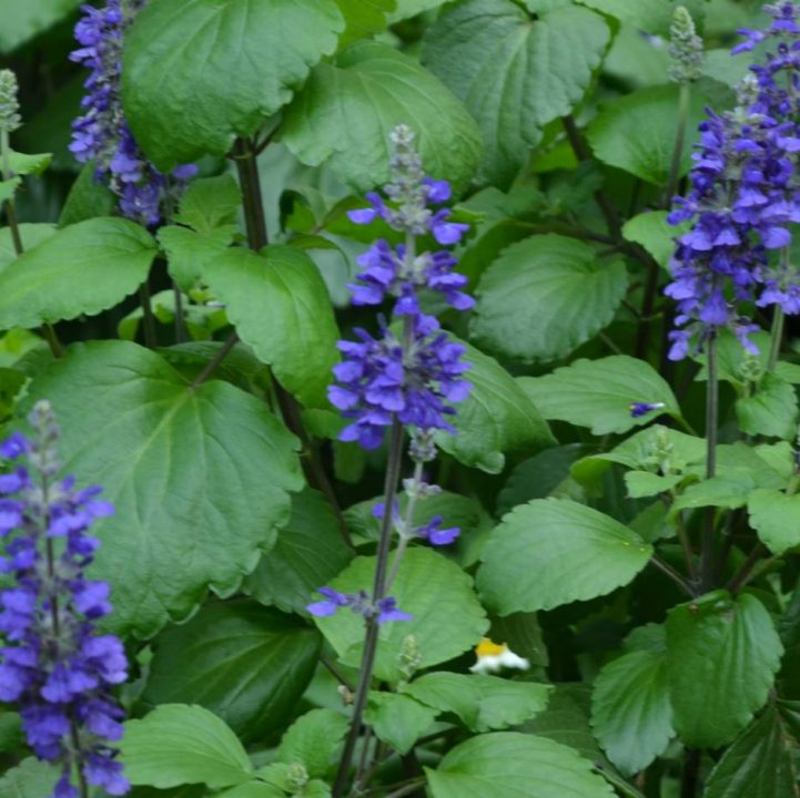 Big Blue Salvia &lt;i&gt;(Salvia longispicata x farinacea)&lt;/i&gt;
