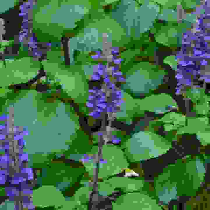 Big Blue Salvia &lt;i&gt;(Salvia longispicata x farinacea)&lt;/i&gt;